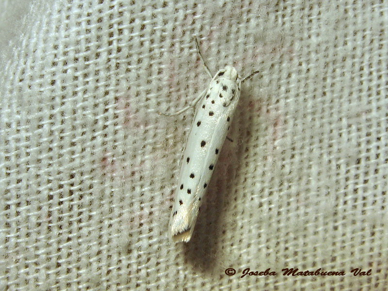 Yponomeuta sp.da id.